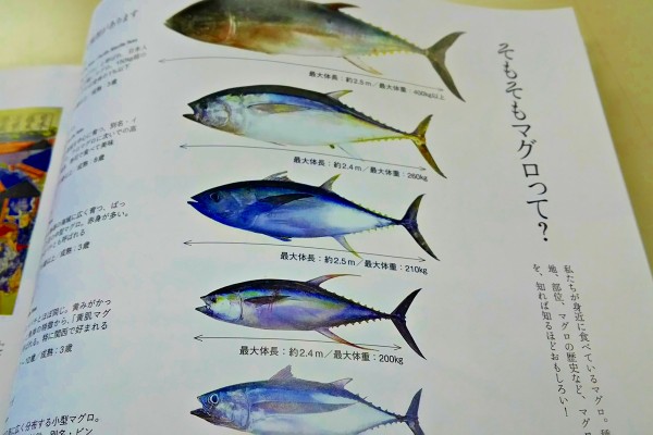 マグロの寿命 何歳か知ってる Discover Japan ディスカバー ジャパンー日本の魅力再発見ー