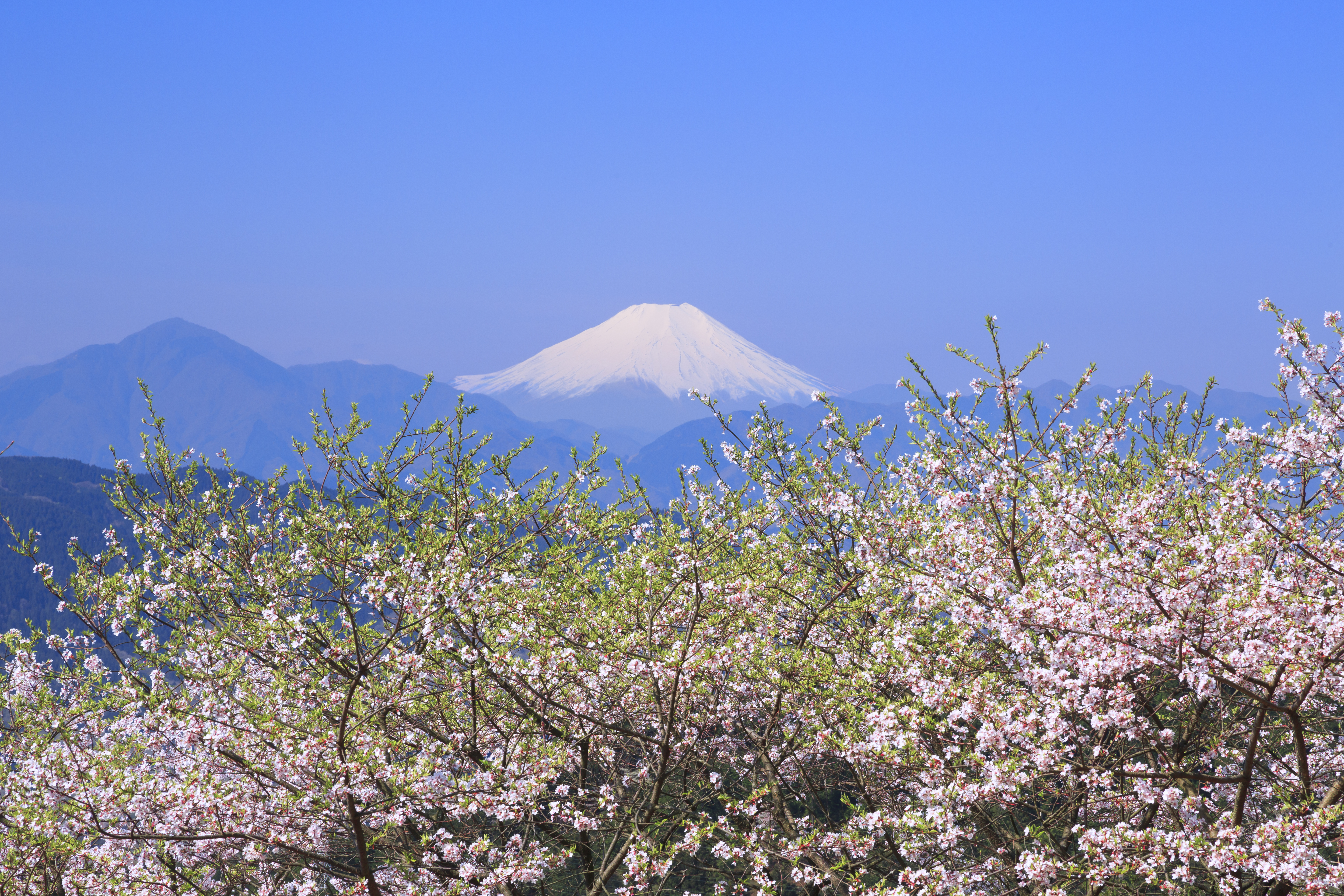 ふたつの絶景と美食を求めて 春の高尾山へ Discover Japan ディスカバー ジャパンー日本の魅力再発見ー