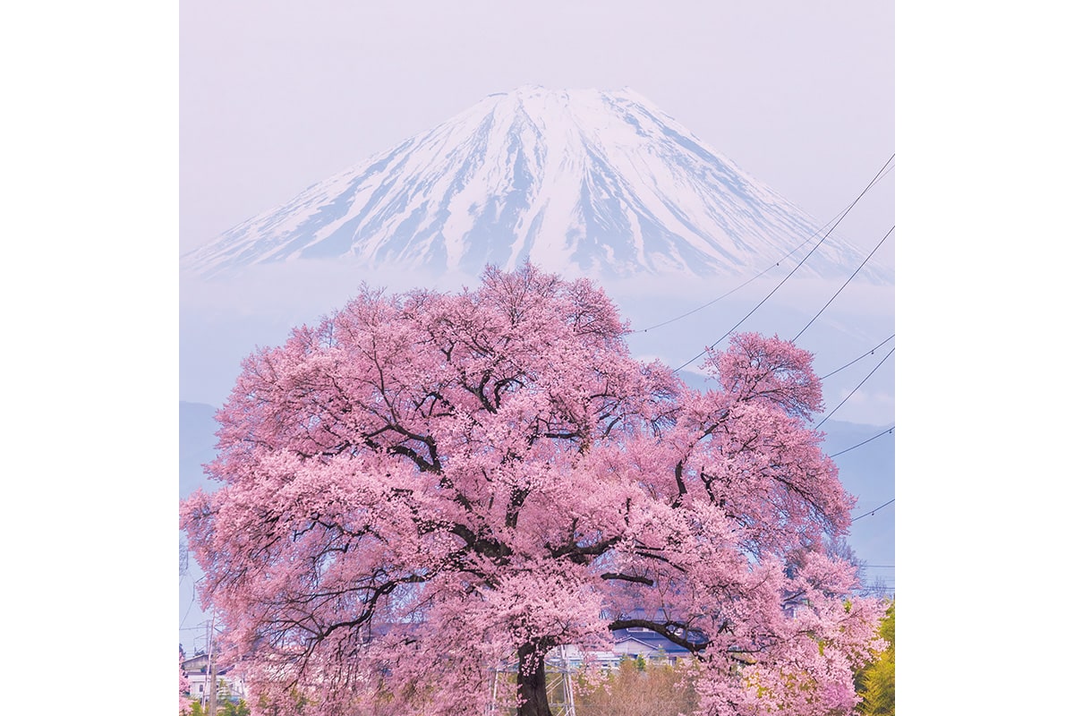 Discover Japan絶景プロジェクト3月テーマ 春の訪れ Discover Japan ディスカバー ジャパン