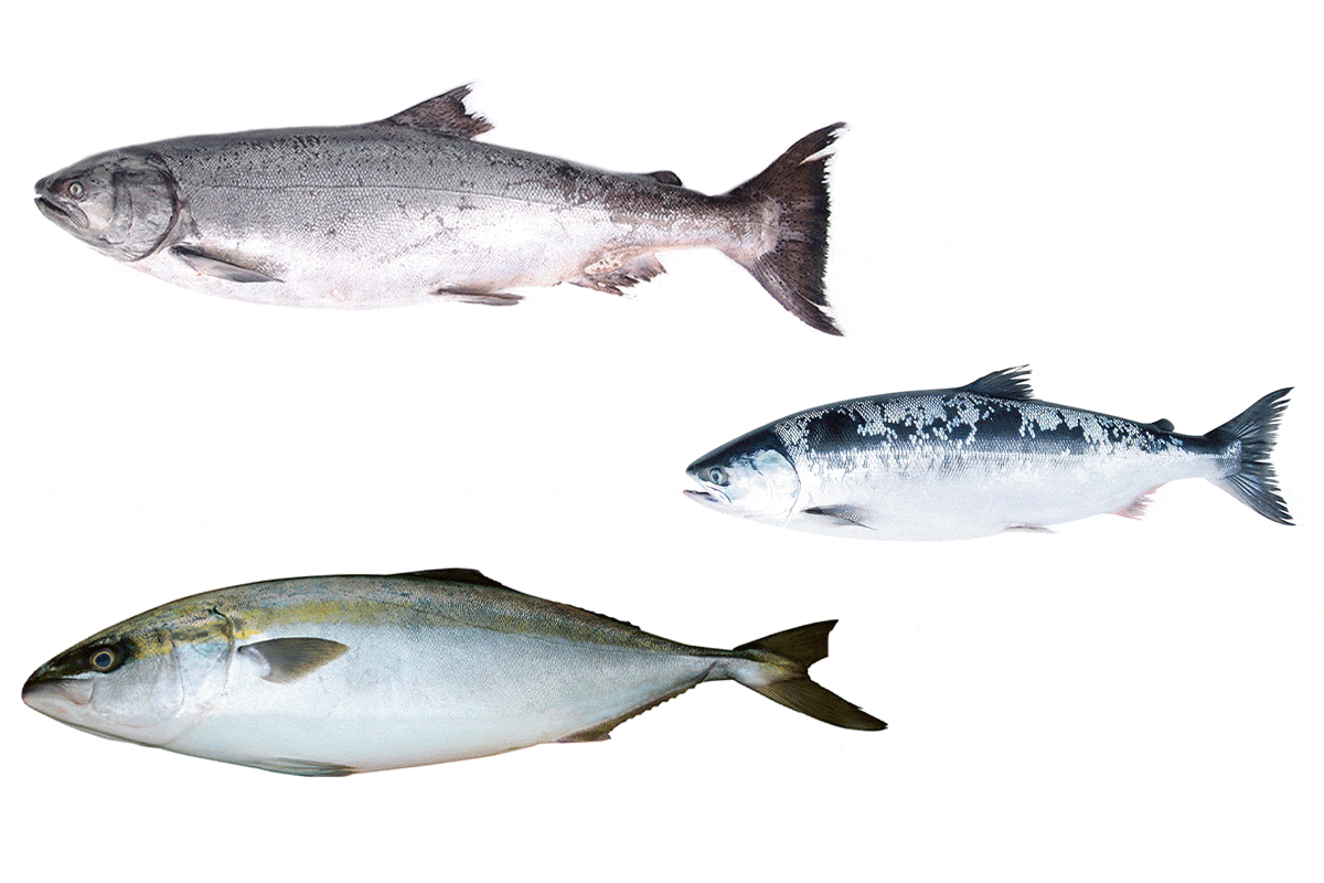 ニッポンの年取り魚は東の鮭、西のブリ<br>鮭とブリ、年取り魚の分類学