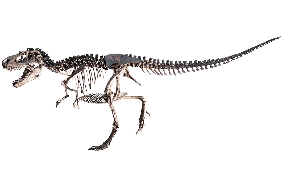 世界で最も完全で美しいと言われる トリケラトプス の実物全身骨格が日本初上陸 ララミディア大陸の恐竜物語 Discover Japan ディスカバー ジャパンー日本の魅力再発見ー