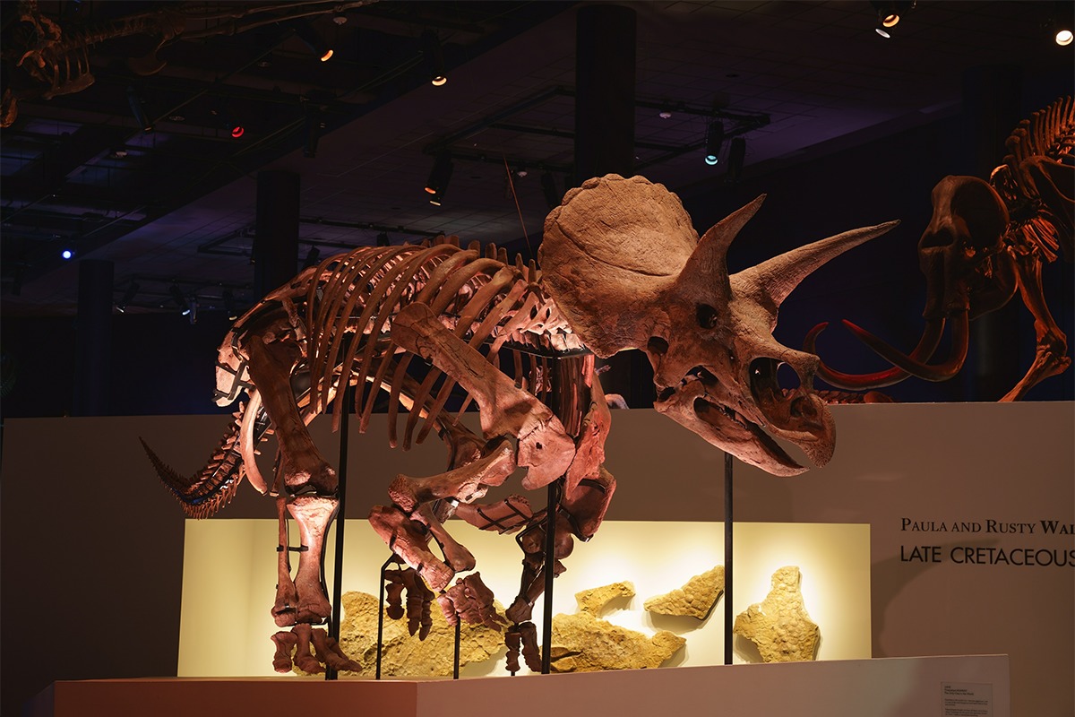 世界で最も完全で美しいと言われる トリケラトプス の実物全身骨格が日本初上陸 ララミディア大陸の恐竜物語 Discover Japan ディスカバー ジャパン