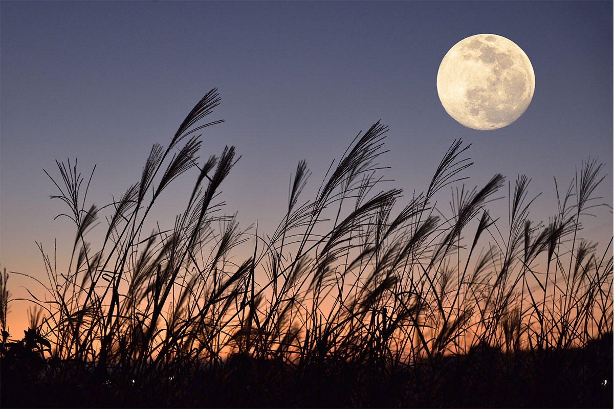 中秋の名月だけじゃない お月見は秋に毎月３度ある お月見 の基礎知識 Discover Japan ディスカバー ジャパン