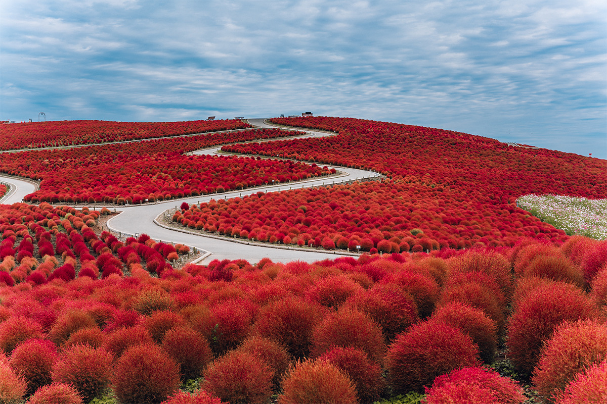 <small>山、棚田、秋の花、建築…</small><br>Discover Japan絶景プロジェクト「9月の絶景」