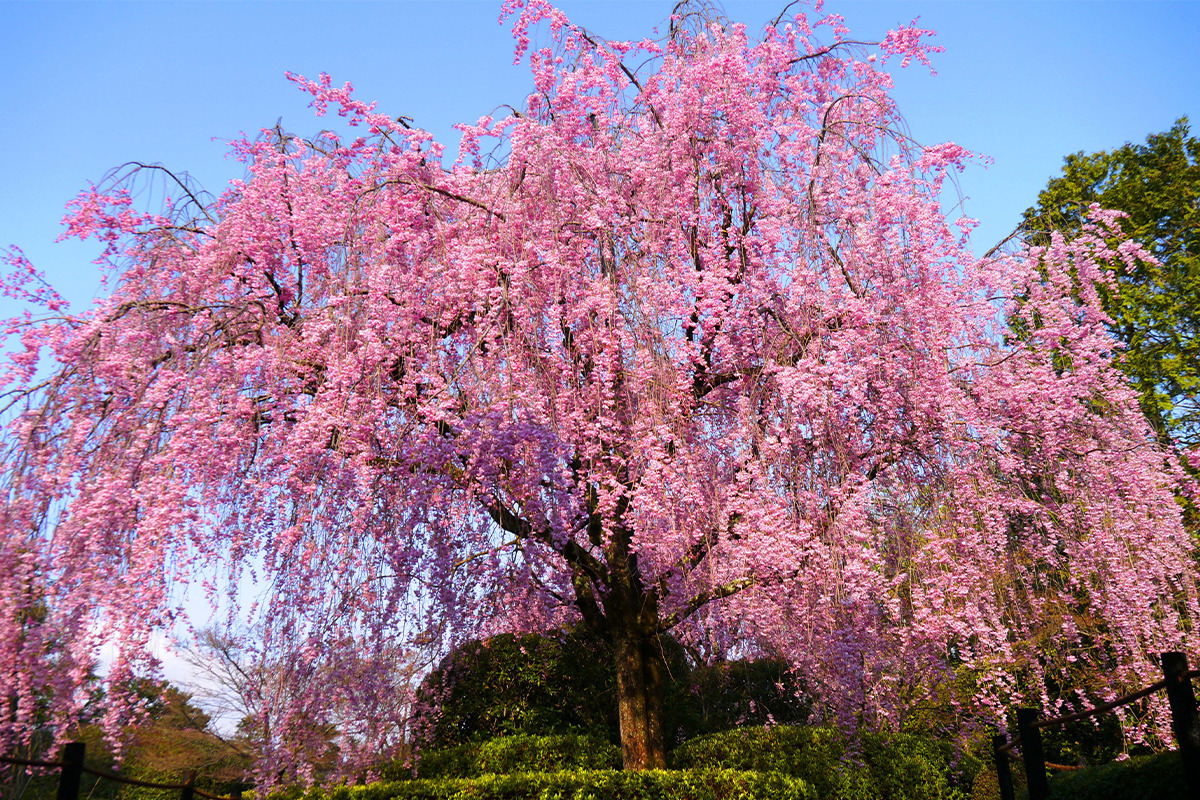 《京都ブライトンホテル》<br><small>2022年春、京都の桜を貸切で愛でる<br>清水寺ライトアップ貸切ツアーも</small>