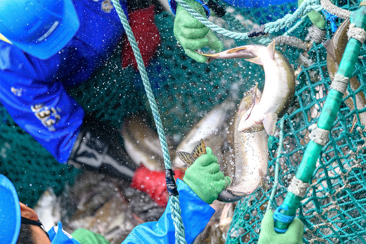 海に囲まれた日本の漁獲量【後編】<br><small>知っているようで実は知らないニッポンの魚事情</small>
