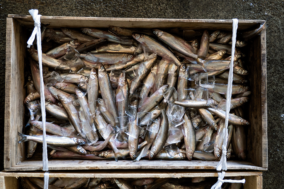 日本固有の魚 シシャモを求めて鵡川 むかわ へ 前編 北海道の魚を知る旅 Discover Japan ディスカバー ジャパン