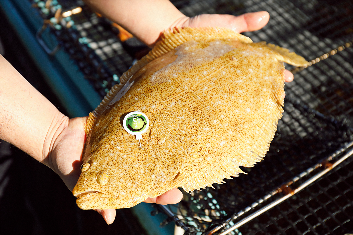 “日本一”を掛け合わせた「かぼすヒラメ」に養殖魚の底力を見る。<br> <small>佐伯の魚は、なぜ美味しい？後編</small>