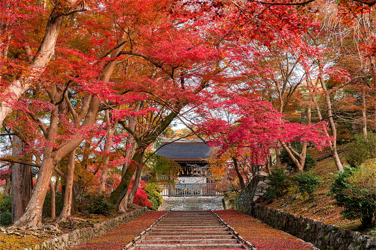 《京都ブライトンホテル》<br><small>京都の美しい歴史的建造物と紅葉を愛でる。</small>