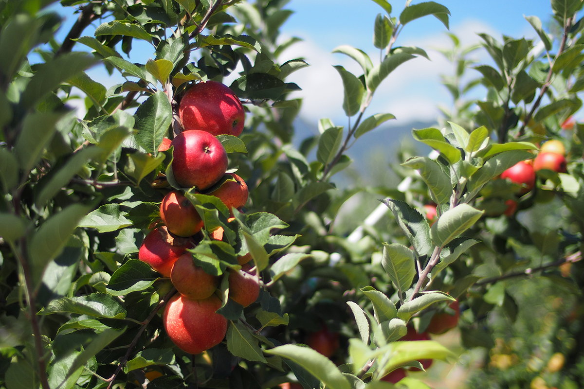 長野県《サノバスミス》<br><small>農業の未来を見据えるリンゴ農家が造る<br>“ハードサイダー”【中編】</small>
