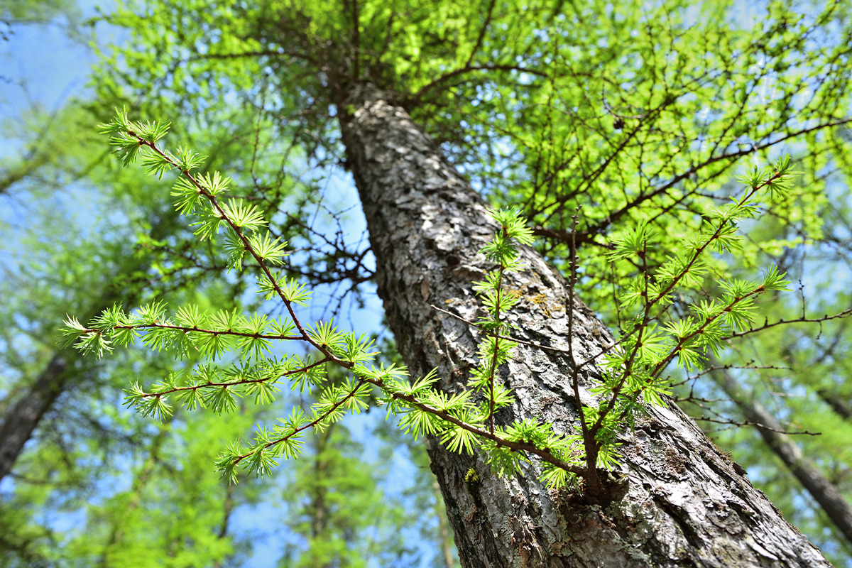 日本産で唯一の落葉性針葉樹「カラマツ」<br><small>《暮らしの中にある木の図鑑30》</small>