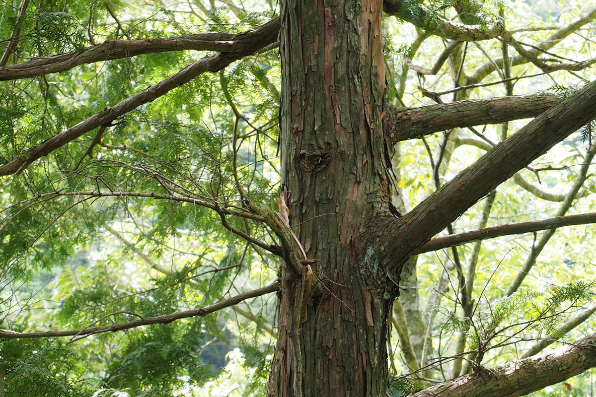日本中に広く植林される最高の材「ヒノキ」<br><small>《暮らしの中にある木の図鑑30》</small>