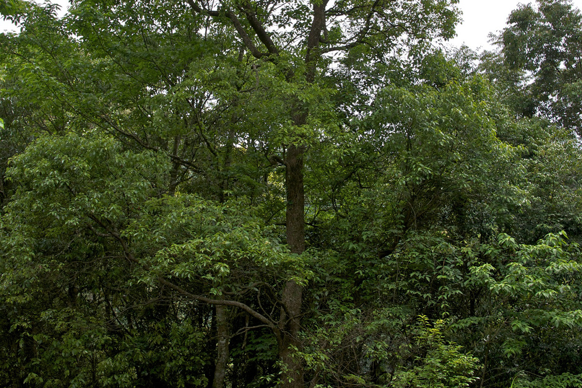 日本の照葉樹林の代表的樹種「クスノキ」<br><small>《暮らしの中にある木の図鑑30》</small>