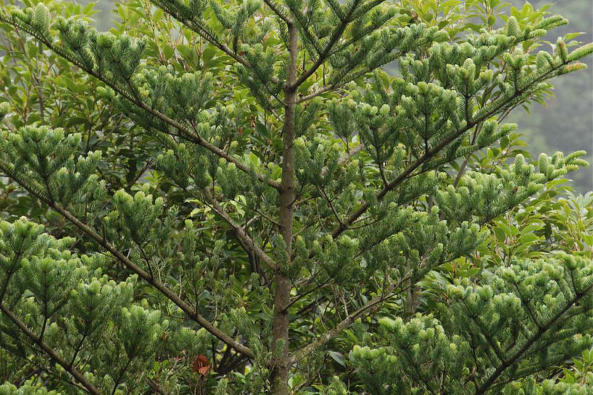 大木は諏訪大社の御柱祭で使われる「モミ」<br><small>《暮らしの中にある木の図鑑30》</small>
