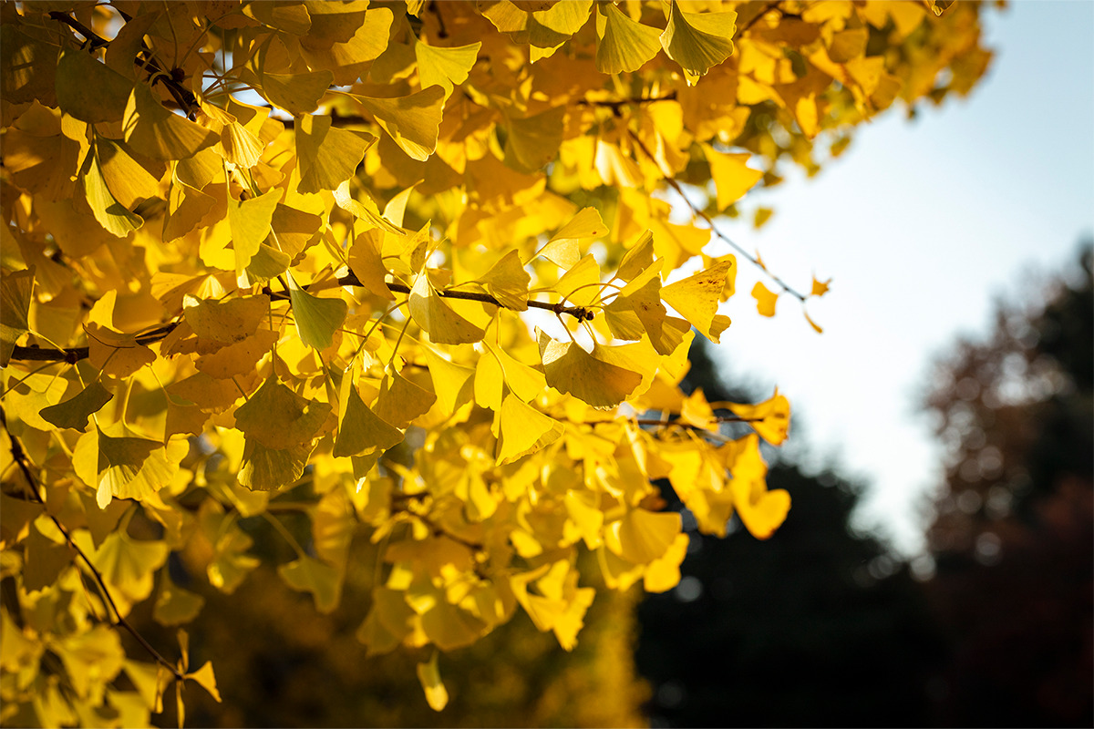 大きな扇形の葉が<br>黄色く色づいた姿が圧巻な「イチョウ」<br><small>《暮らしの中にある木の図鑑30》</small>