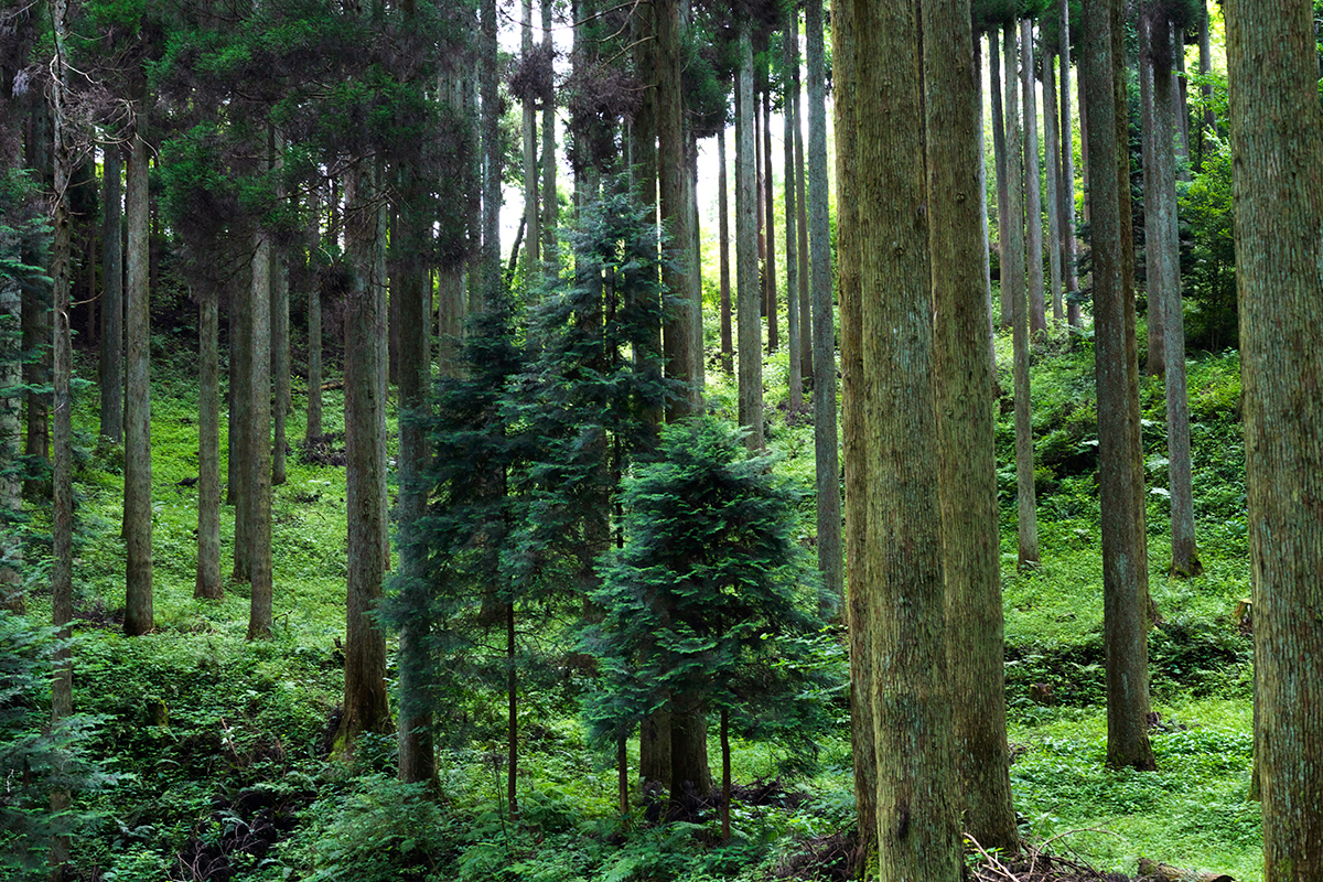 熊本県南小国町《喫茶 竹の熊》<br><small>小国ならではの自然環境を生かして誕生する「小国杉」</small>