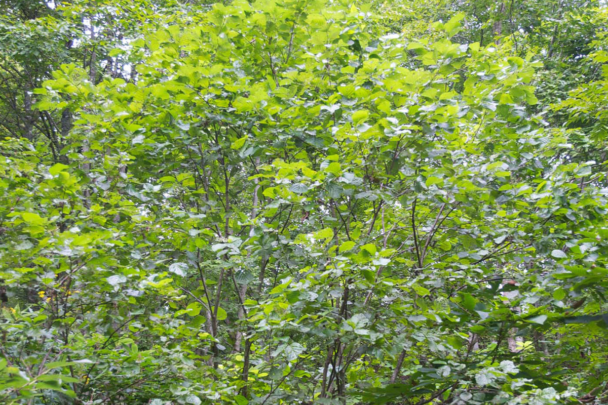 北海道などで緑化木として使用される「カバ」<br><small>《暮らしの中にある木の図鑑30》</small>