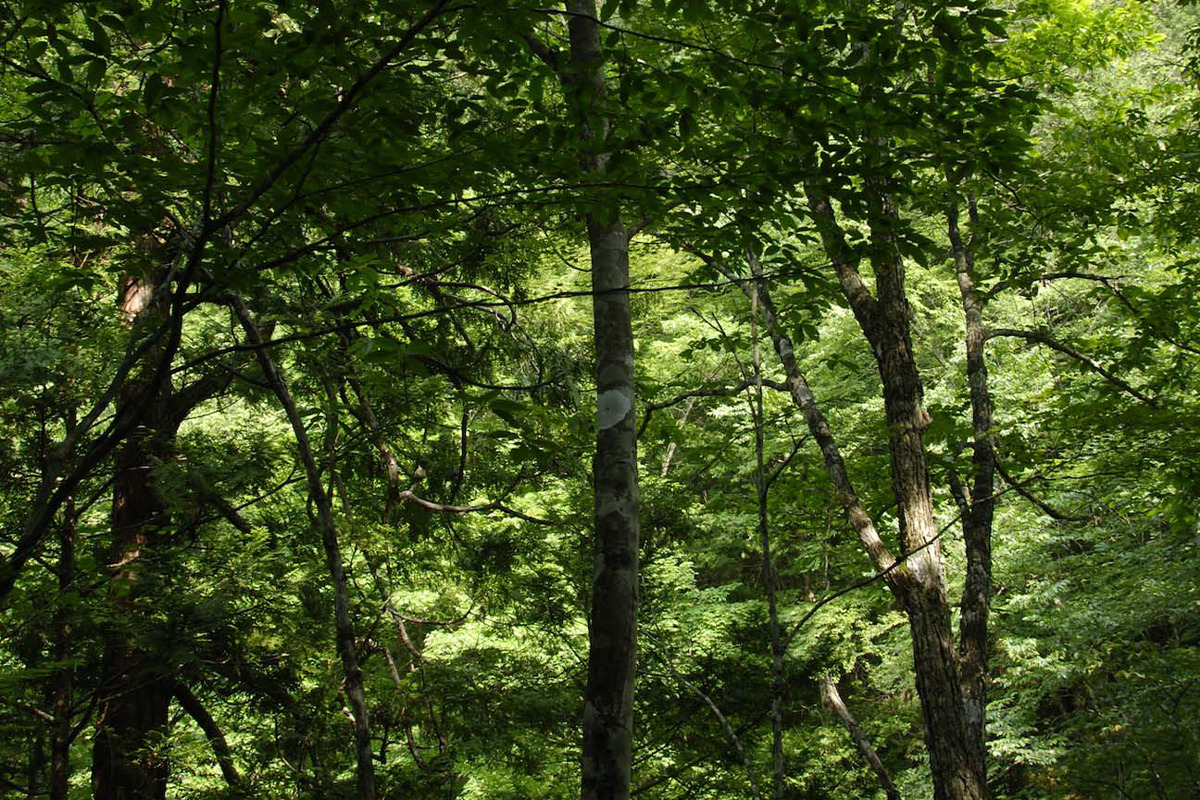 日本の戦後復興を支えた広葉樹「ブナ」<br><small>《暮らしの中にある木の図鑑30》</small>
