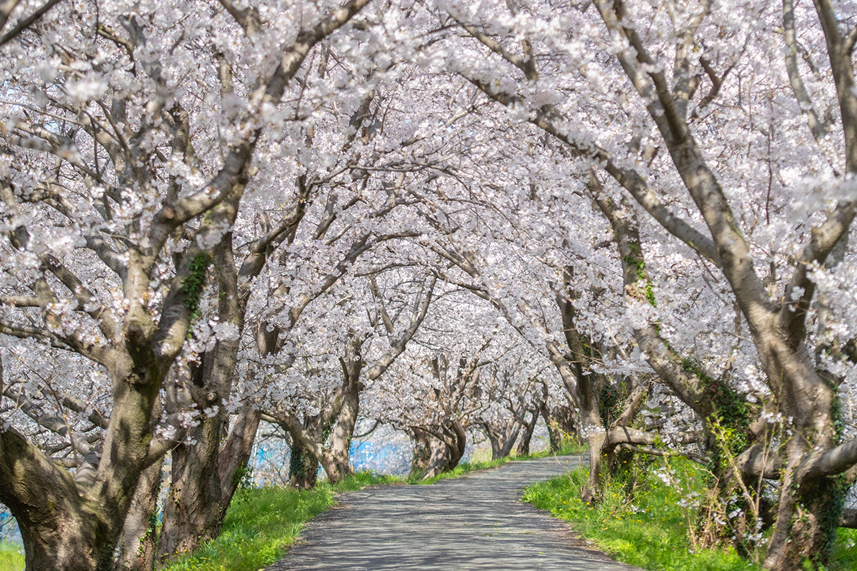 この春旅したい桜の名所25選<br><small>Instagramで人気の写真家に教えてもらいました！</small>