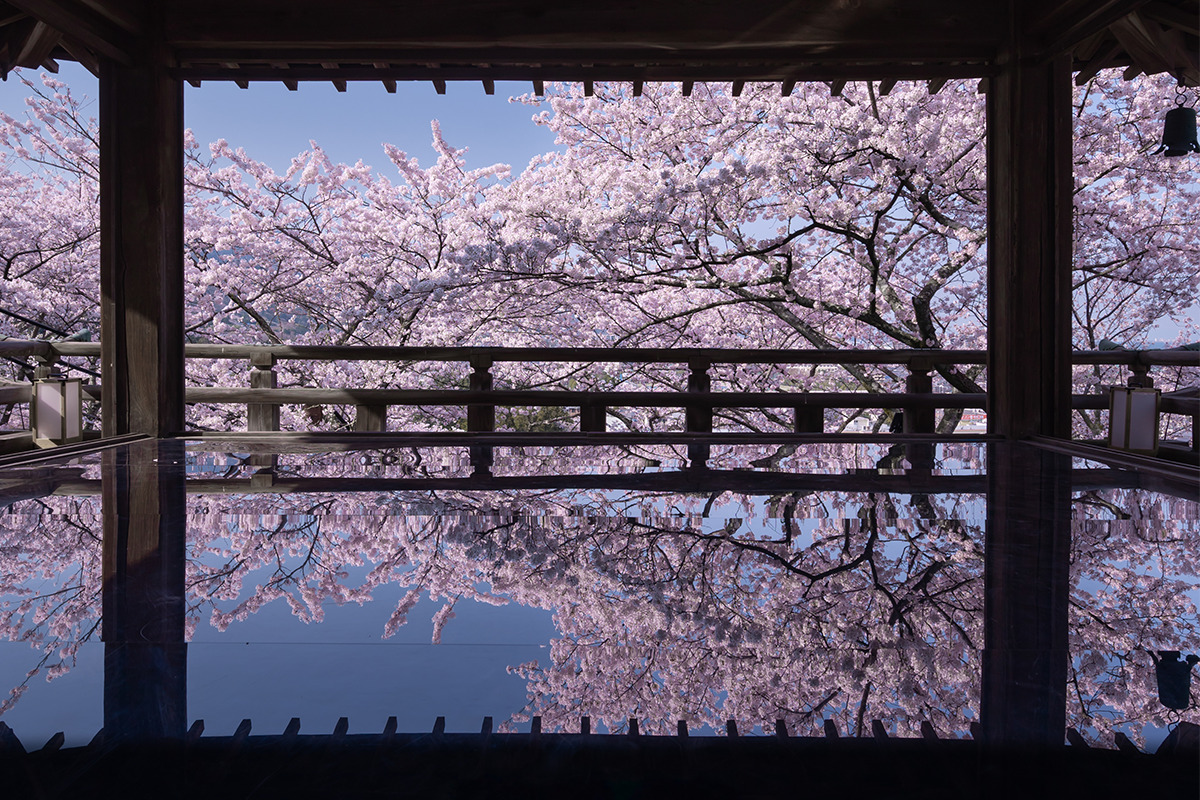 フォトコンテスト 絶景プロジェクト<br>テーマ「神社仏閣と桜」