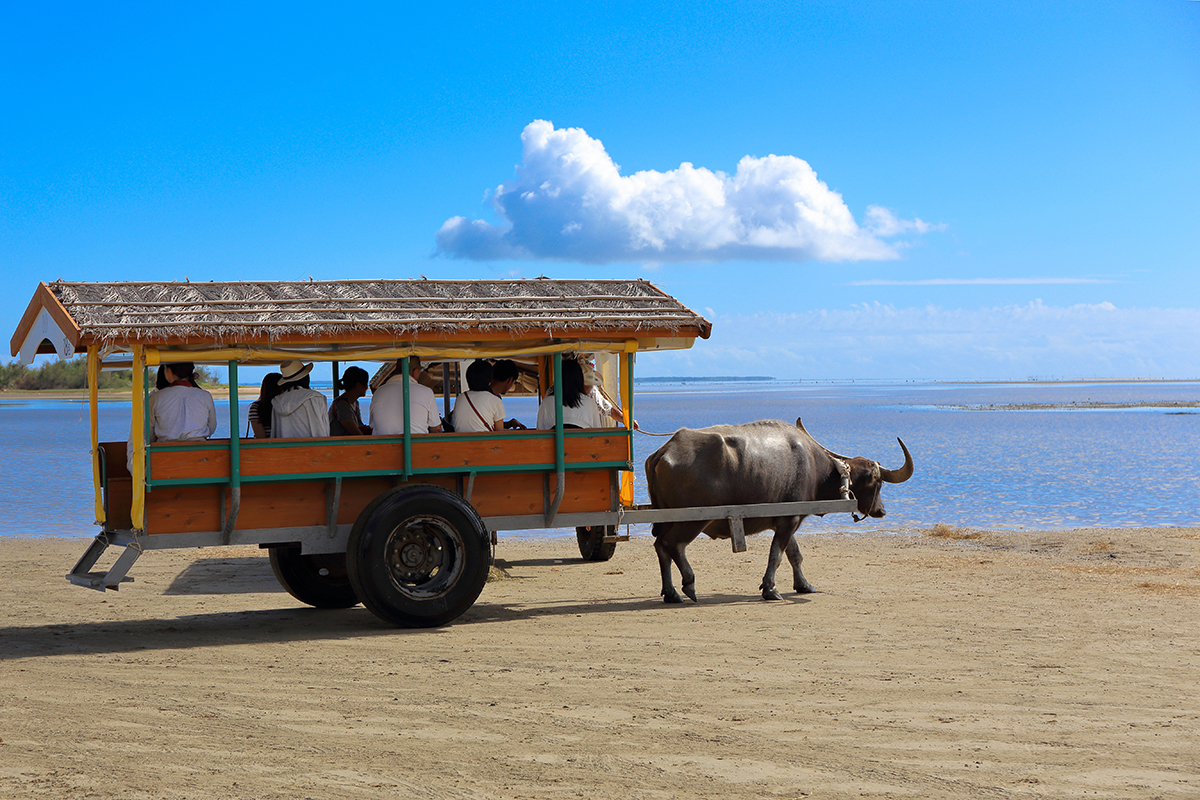 先島諸島《由布島》<br><small>水牛車で渡る亜熱帯植物の楽園<br>｜個性豊かな沖縄の38の島々㉚</small>