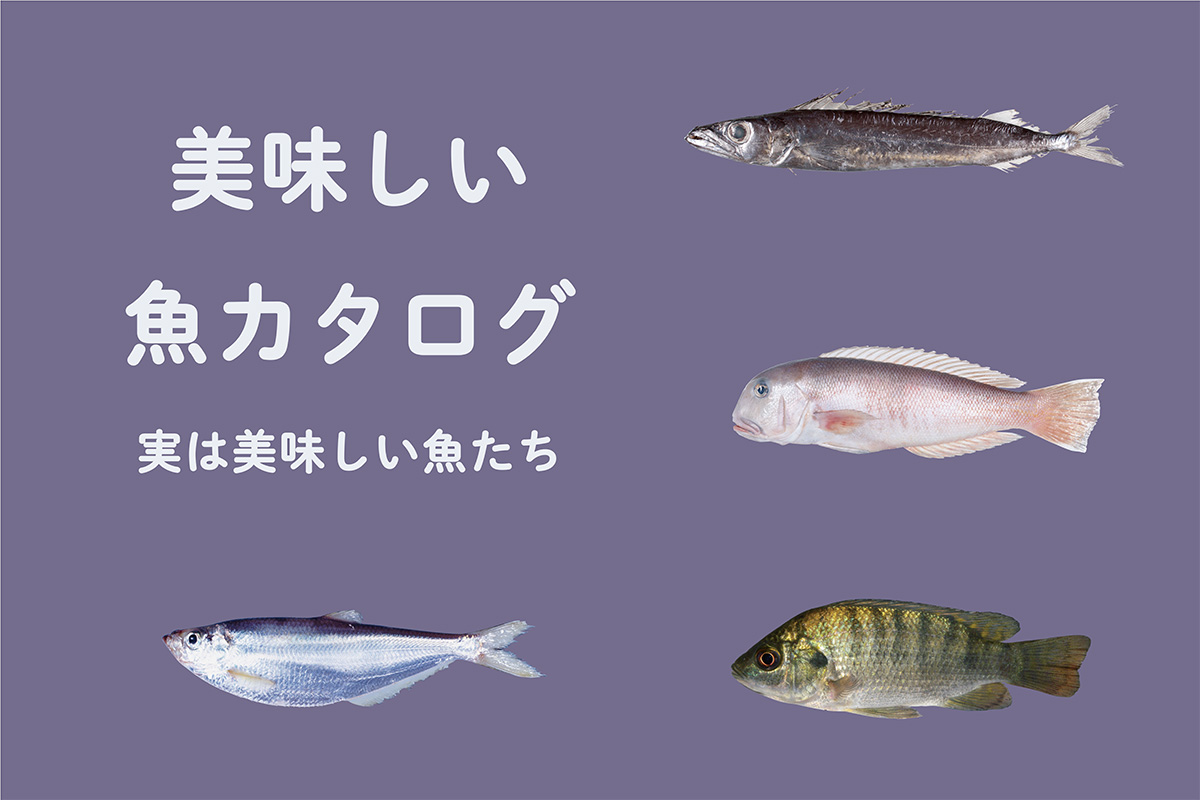 《魚カタログ》<br>これ知ってる？実は美味しい魚たち②<br><small>｜クロシビカマス / シロアマダイ / ナイルティラピア / ヒラ</small>