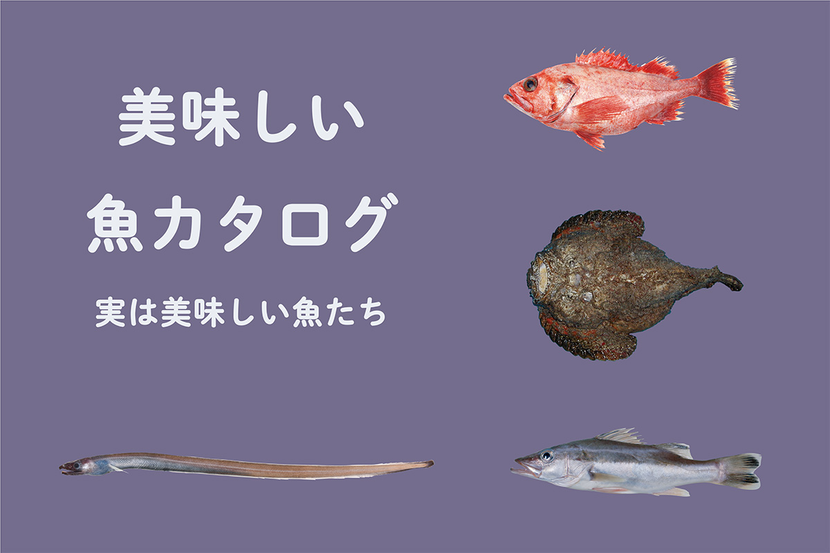 《魚カタログ》<br>これ知ってる？実は美味しい魚たち①<br><small>｜オオサガ / オニダルマオコゼ / アラ / イラコアナゴ</small>