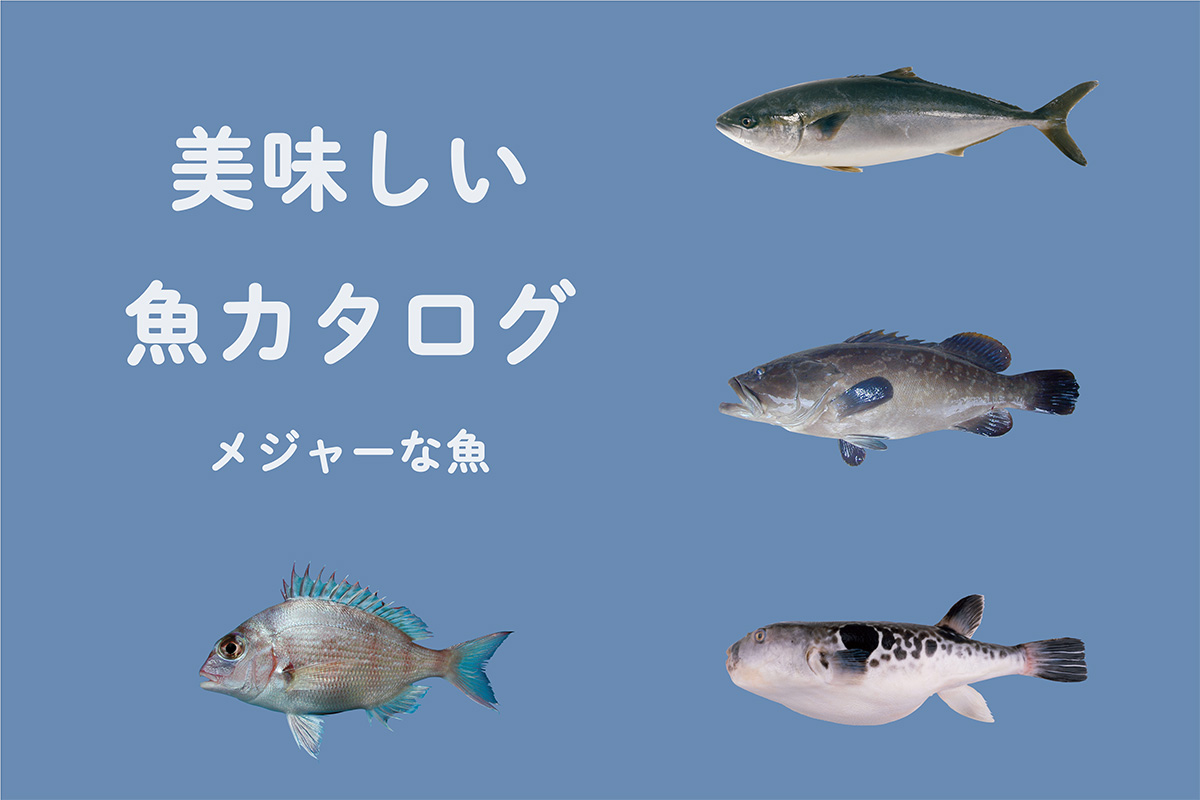 《魚カタログ》<br> 冬が旬！メジャーな魚②<br><small> ｜ブリ / クエ / トラフグ / マダイ</small>