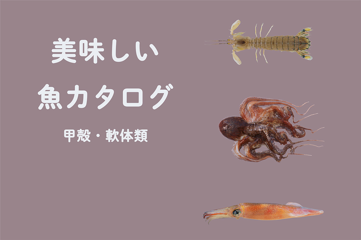 《魚カタログ》<br>もちろん魚以外も！甲殻・軟体類②<br><small>｜シャコ / マダコ / ヤリイカ </small>