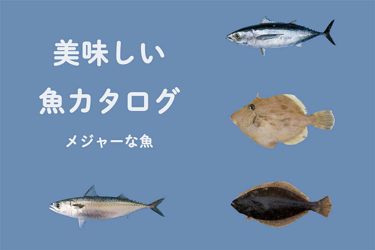 《魚カタログ》<br>冬が旬！メジャーな魚①<br><small>｜マグロ / カワハギ / サバ / ヒラメ</small>