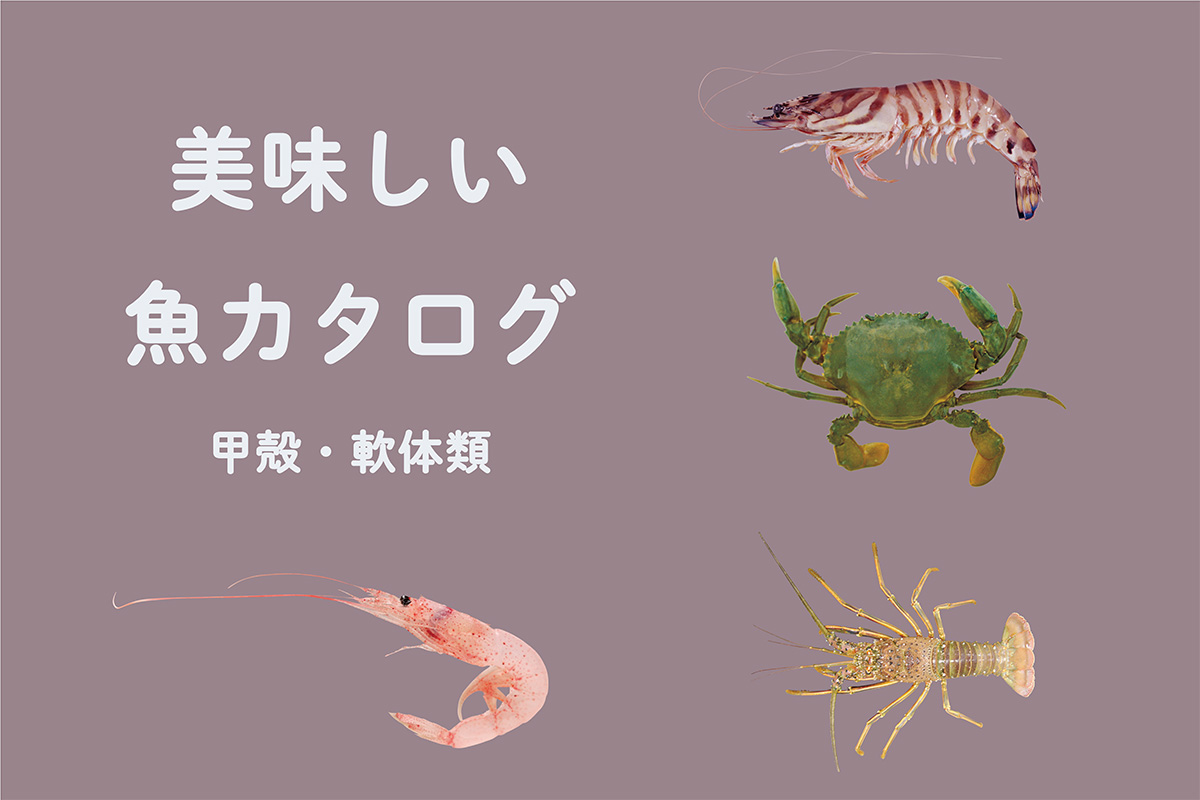 《魚カタログ》<br>もちろん魚以外も！甲殻・軟体類①<br><small>｜クルマエビ / ノコギリガザミ / イセエビ / サクラエビ</small>