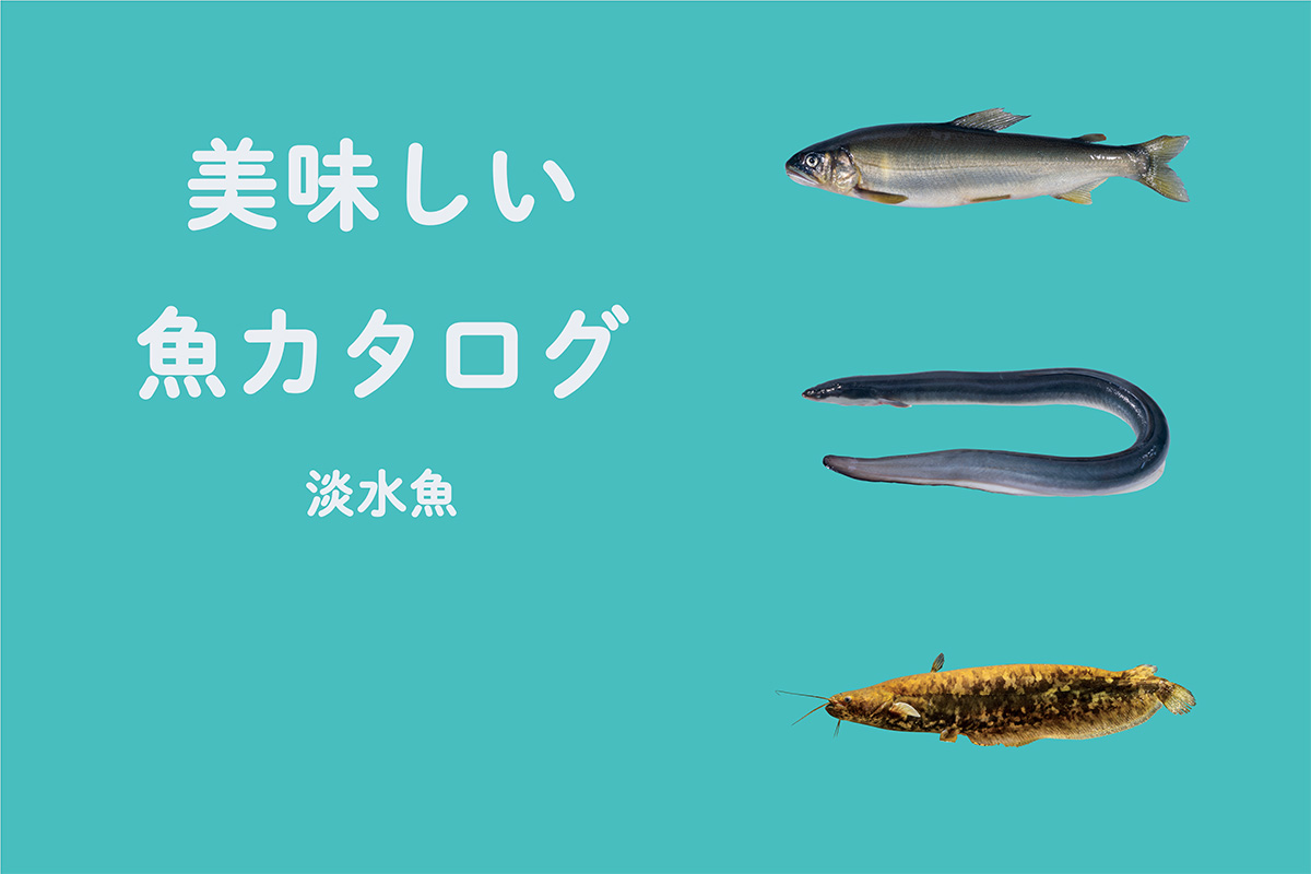 《魚カタログ》<br>川や湖も美味しい！淡水魚①<br><small>｜アユ / ウナギ / イワトコナマズ </small>