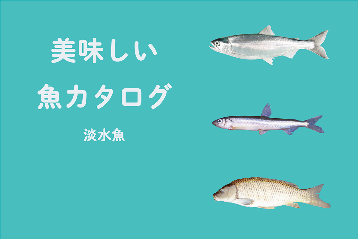 《魚カタログ》<br>川や湖も美味しい！淡水魚②<br><small>｜ヒメマス / ワカサギ / コイ</small>