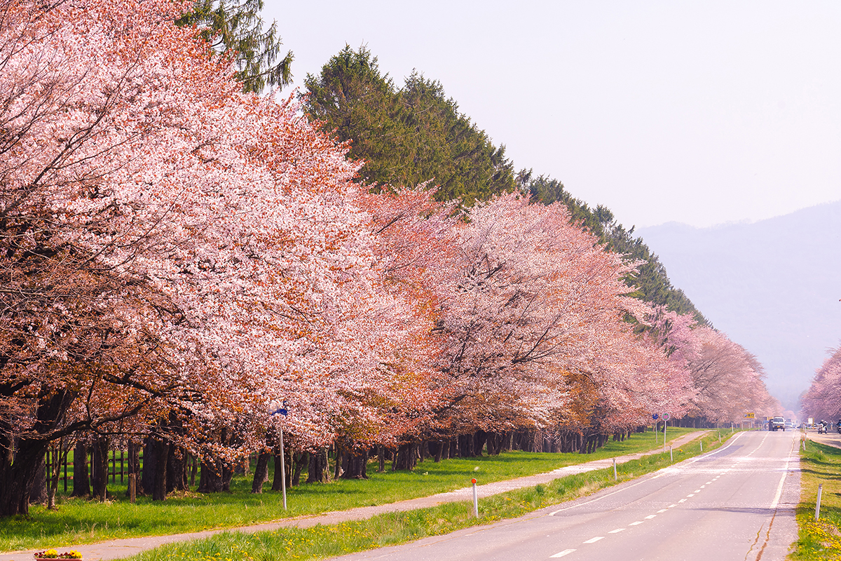 北海道〈静内二十間道路桜並木〉<br><small>｜一生に一度は行きたい！日本の絶景ドライブ街道</small>