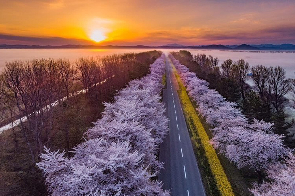 秋田〈桜・菜の花ロード〉<br><small>｜一生に一度は行きたい！日本の絶景ドライブ街道</small>