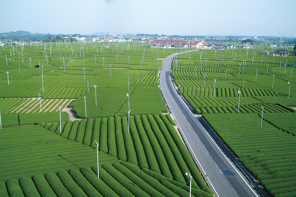 静岡〈牧之原茶畑の道〉<br><small>｜一生に一度は行きたい！日本の絶景ドライブ街道</small>