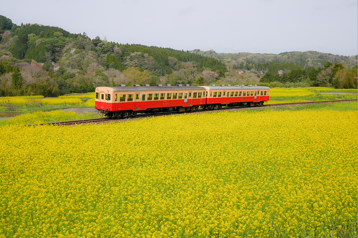 小湊鉄道（千葉）<br>房総半島の菜の花畑を駆ける<br><small>｜松井玲奈が旅したい四季を楽しむ絶景ローカル線①</small>