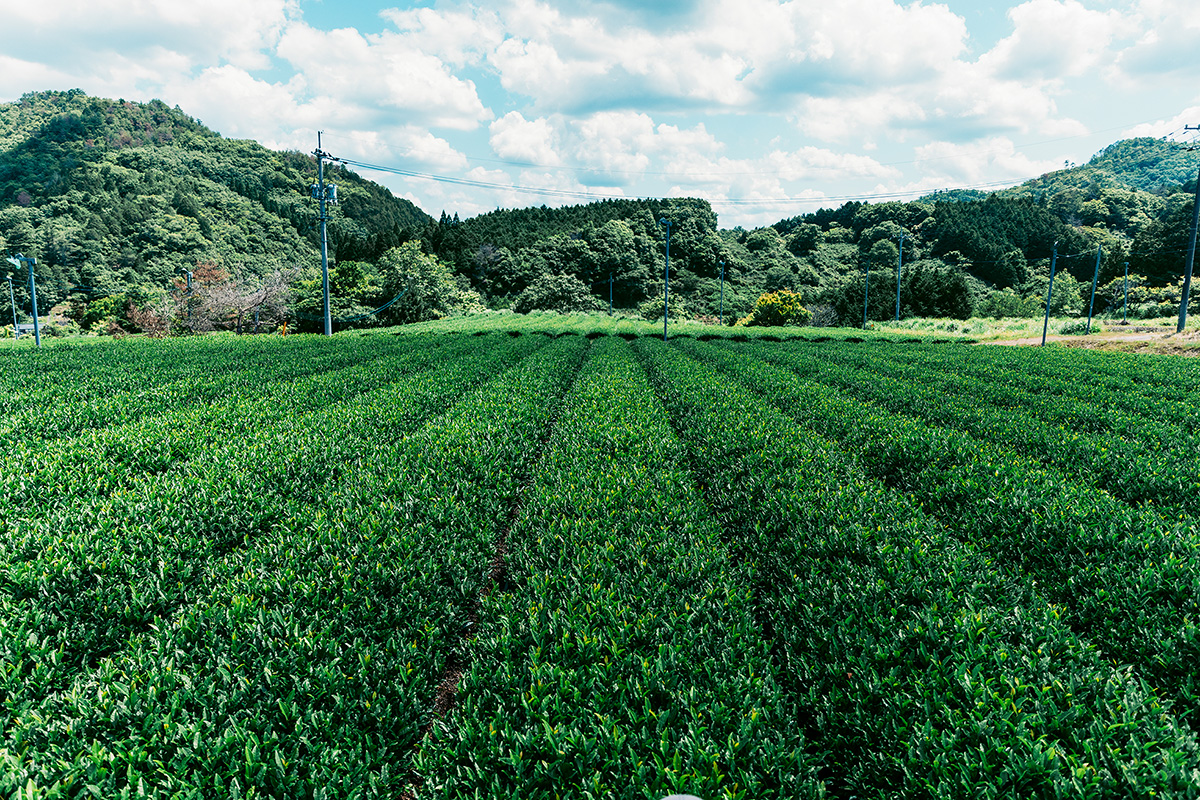 <small>日本茶の可能性を広げる食体験に<br>国内外の美食家が虜に！</small><br>岡山のお茶は、夜が愉しい。