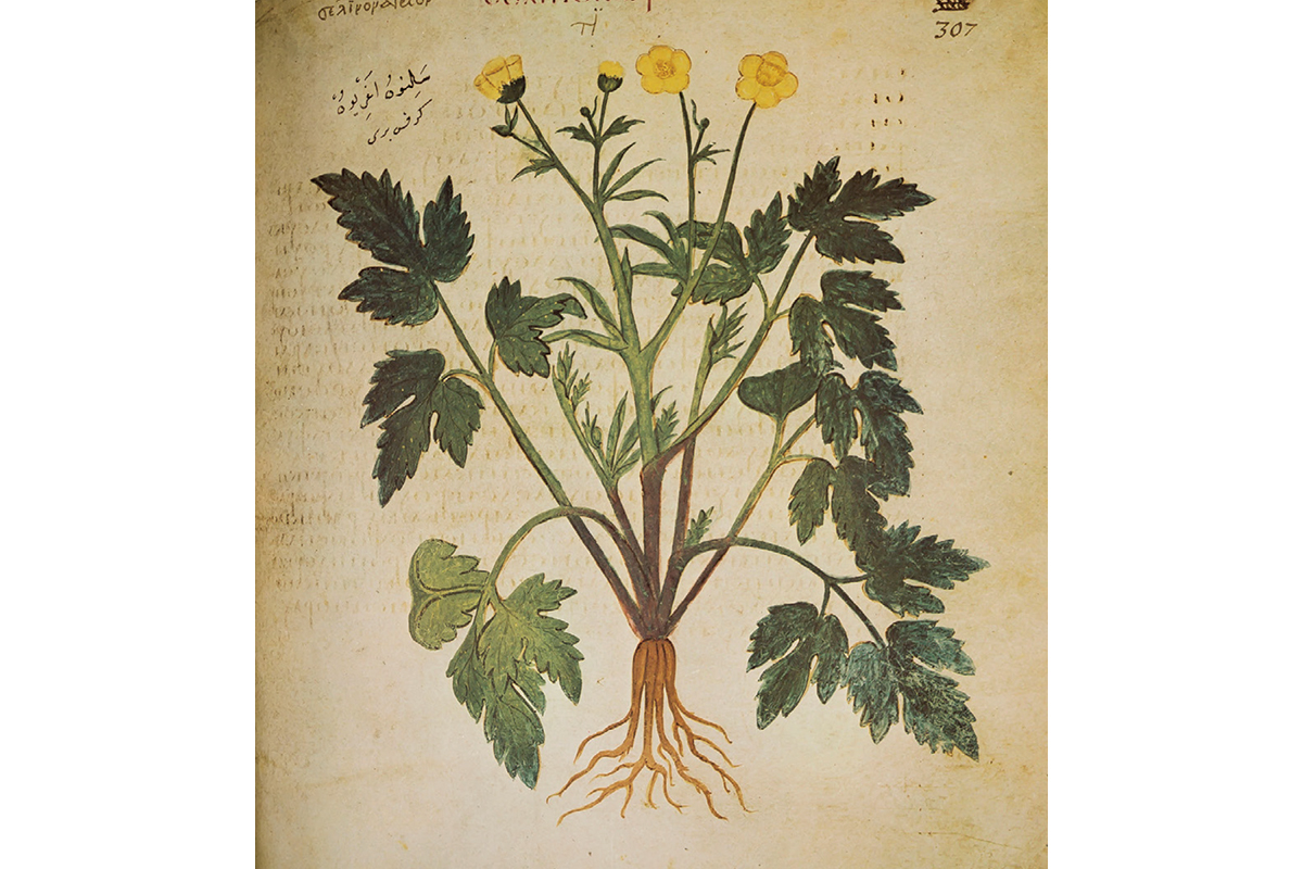 スパイス＆ハーブと医学の関係<br>古くから世界で健康のために取り入れられていた!?<br><small>｜スパイスの基礎知識</small>