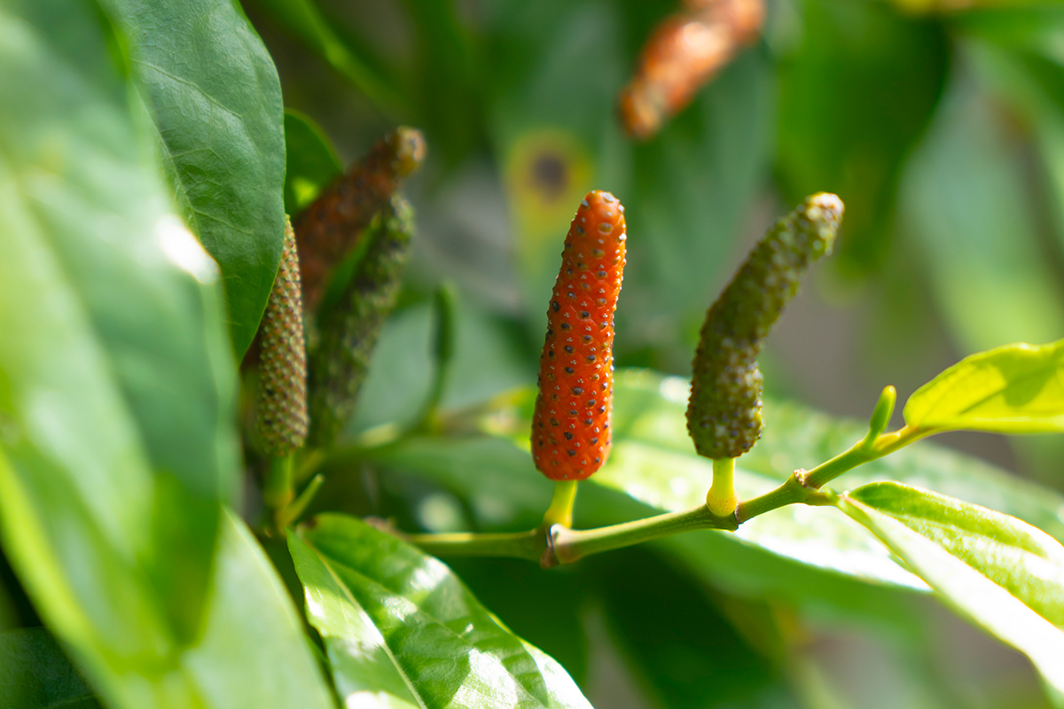 沖縄・八重山諸島に伝わる<br>香辛料《ピパーチ》とは？