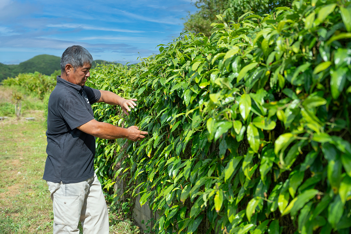 自社農園でピパーチを栽培！<br>《石垣島海のもの山のもの》