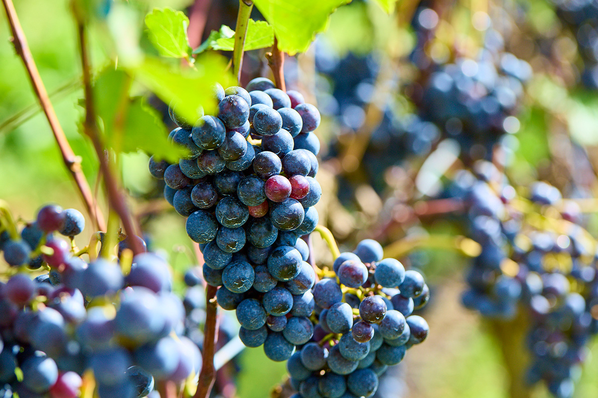 京都《天橋立ワイナリー》<br>“宮津”のテロワールを満喫する