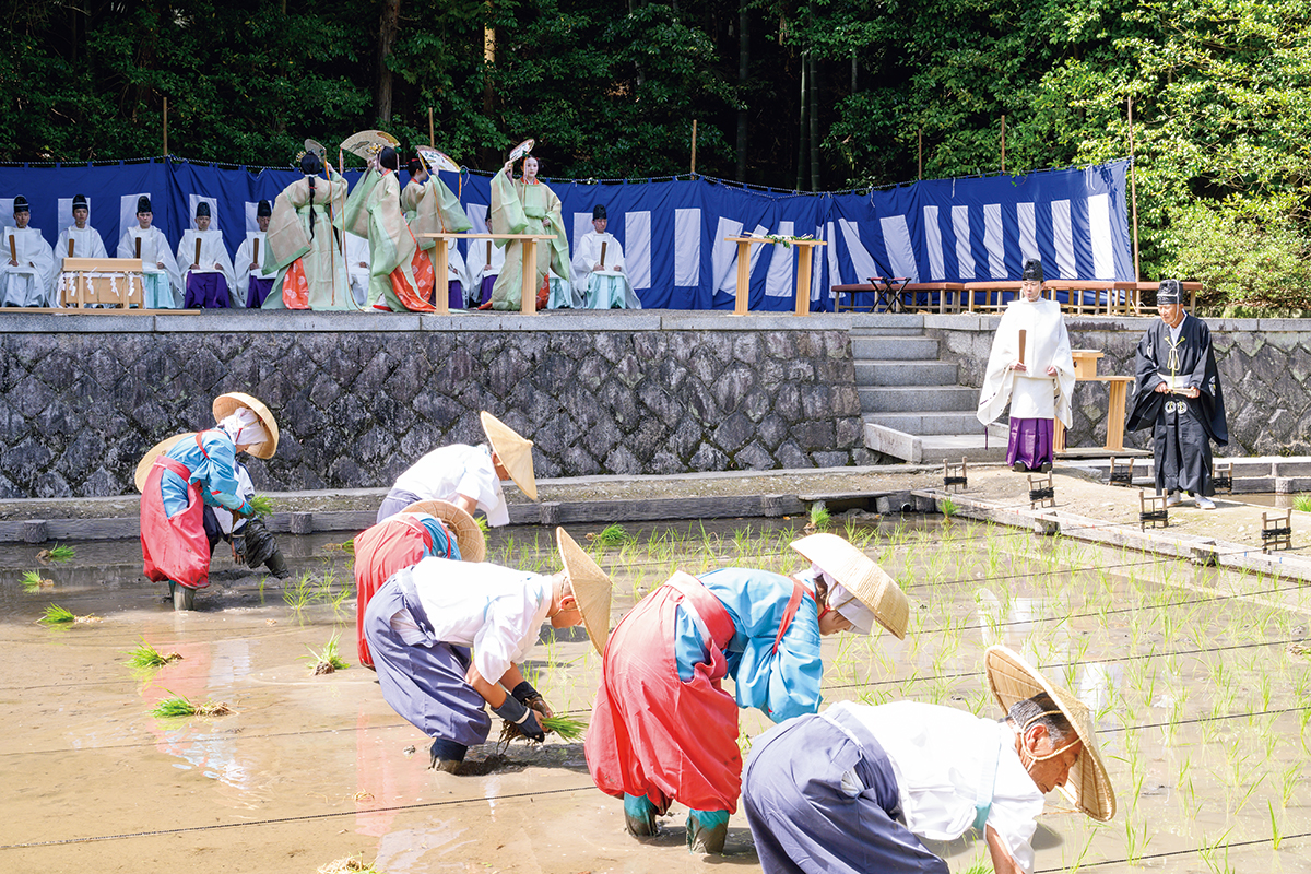 京都・京都市《伏見稲荷大社 田植祭》<br>ご料米の早苗を植える神事<br>｜一生に一度は見たい、夏祭り